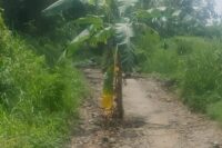 Warga protes jalan rusak dengan menanam pohon. (Istimewa)