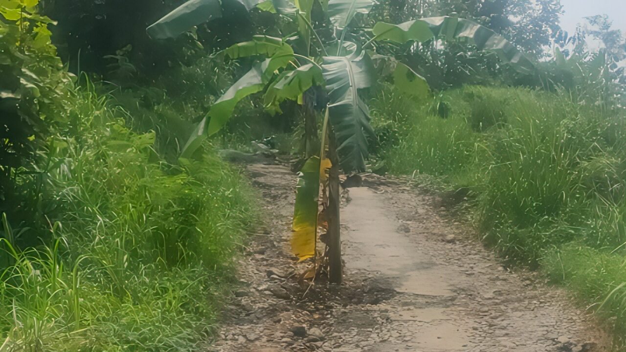 Warga protes jalan rusak dengan menanam pohon. (Istimewa)