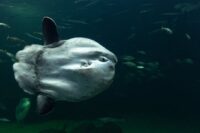 Ikan mola-mola. (Joerg Mangelsen/Pexels)