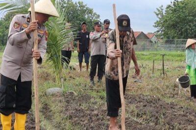Tunjukan  Sinergi Lintas Sektor Wujudkan Ketahanan Pangan, Polres Tegal Serentak Tanam Jagung