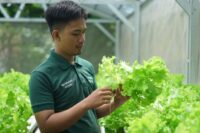 Salah satu peserta Sharp Hydro Heroes sedang mengamati hasil panen tanaman selada.