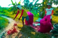 Harga cabai merah di Brebes anjlok hingga Rp5.000 per kilogram, membuat petani merugi jutaan rupiah. Petani berharap pemerintah segera turun tangan untuk menstabilkan harga. Foto: Istimewa.