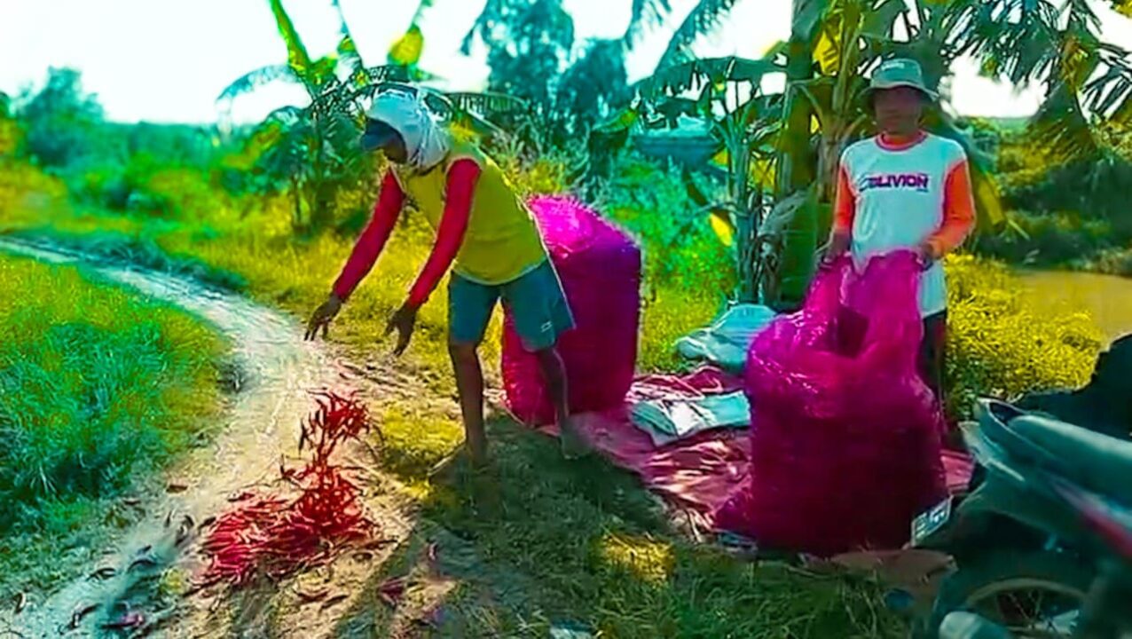 Harga cabai merah di Brebes anjlok hingga Rp5.000 per kilogram, membuat petani merugi jutaan rupiah. Petani berharap pemerintah segera turun tangan untuk menstabilkan harga. Foto: Istimewa.
