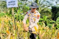 Kapolsek Paguyangan AKP Tasudin panen perdana jagung di Kedungoleng, Paguyangan, Brebes.