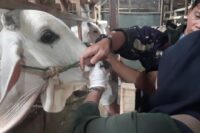 Owner Arsyila Farm Samsul Khaerudin cek kesehatan hewan di peternakanya bersama DPKH Brebes.