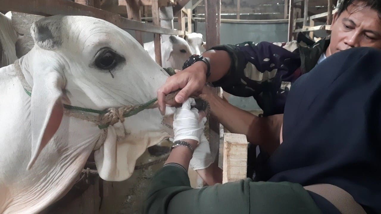 Owner Arsyila Farm Samsul Khaerudin cek kesehatan hewan di peternakanya bersama DPKH Brebes.