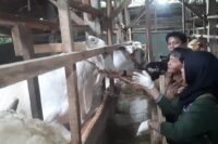 Kepala DPKH Brebes drh. Ismu Broto terjun langsung periksa hewan di sejumlah peternakan menjelang Idul Adha.