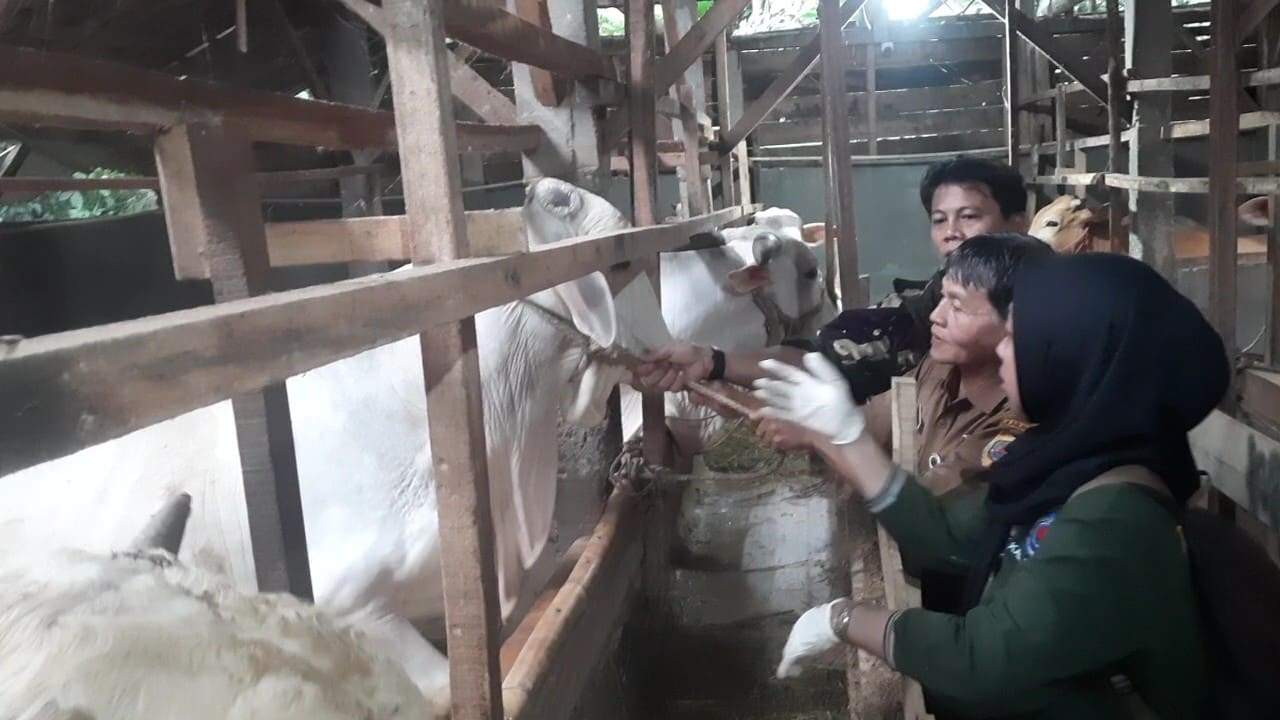 Kepala DPKH Brebes drh. Ismu Broto terjun langsung periksa hewan di sejumlah peternakan menjelang Idul Adha.