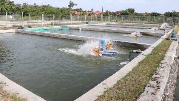 Produksi Benih Ikan Naik 130 Persen, BBI Malahayu Siap Dukung Ketahanan Pangan Brebes