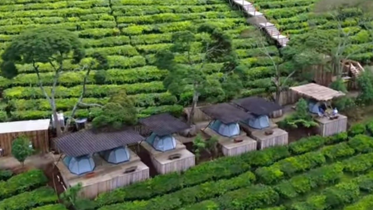 Kiara Manuk Pangalengan: Camping di Tengah Kebun Teh dengan Suhu 16 Derajat Celsius