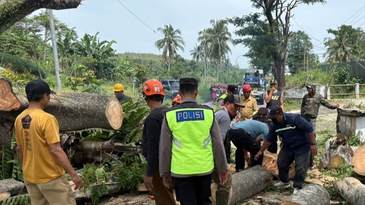Tertimpa Pohon Tumbang, Pengendara Motor Honda Vario dan Beat Terluka di Tegal