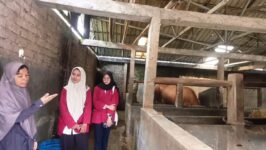 ahasiswa FKIP UPB melakukan observasi lapangan di Sabarudin Farm, Sirampog, Brebes. Riset ini mengkaji peran peternakan sapi jumbo dalam menggerakkan ekonomi lokal. (Foto: Ist)