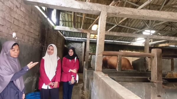 Peternakan Sapi Jumbo Brebes Jadi Objek Riset Mahasiswa UPB