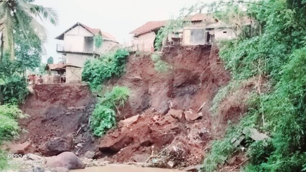 Tebing Longsor 30 Meter di Kutayu Brebes: 4 Keluarga Mengungsi, 50 Hektar Sawah Terancam Gagal Panen