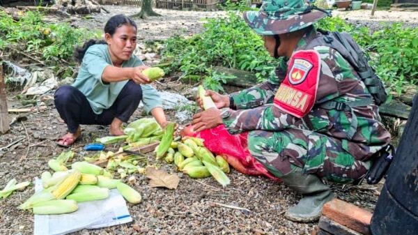 Solidaritas Warga-TNI di TMMD Brebes: Jagung Kebun Jadi Wujud Syukur Masyarakat