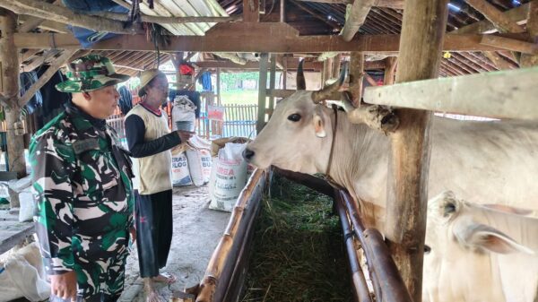 Ketahanan Peternak Cikuya Sangan Menguat Berkat Program TMMD Reguler ke-127 Kodim 0713/Brebes