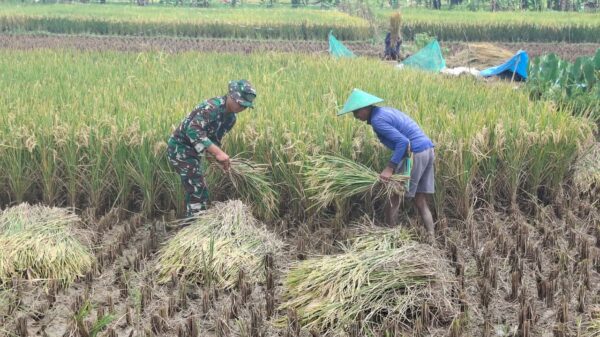 Panen Raya Desa Cikuya Meningkat, Akses Jalan TMMD Dorong Efisiensi Angkut Gabah