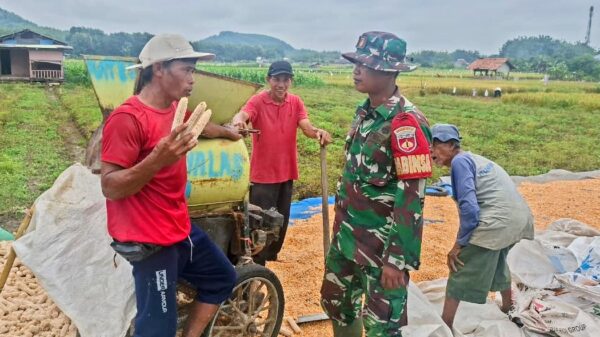 TMMD Reguler 127 di Cikuya: Dari Pembangunan Jalan hingga Dorongan Peningkatan Produksi Jagung