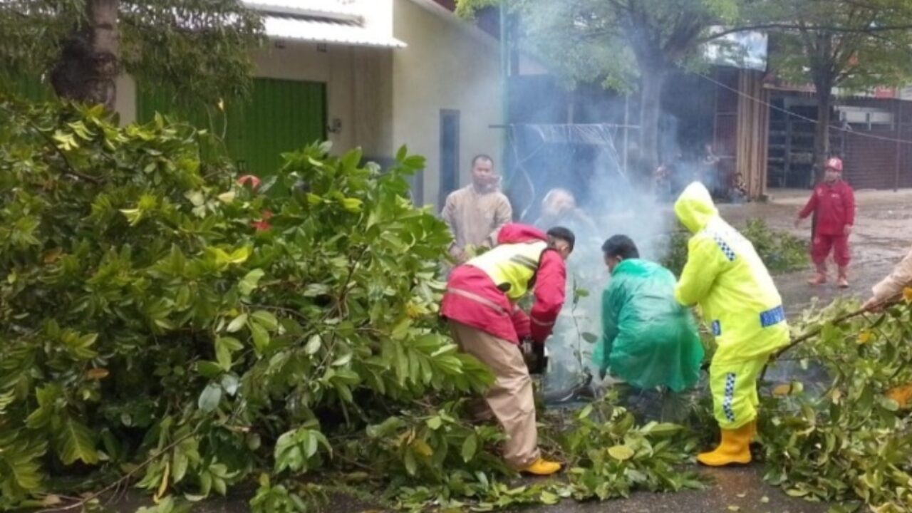 Respon Kilat! Pohon Tumbang Tutup Jalan Juanda, Polres Tegal Gerak Cepat Pulihkan Lalu Lintas