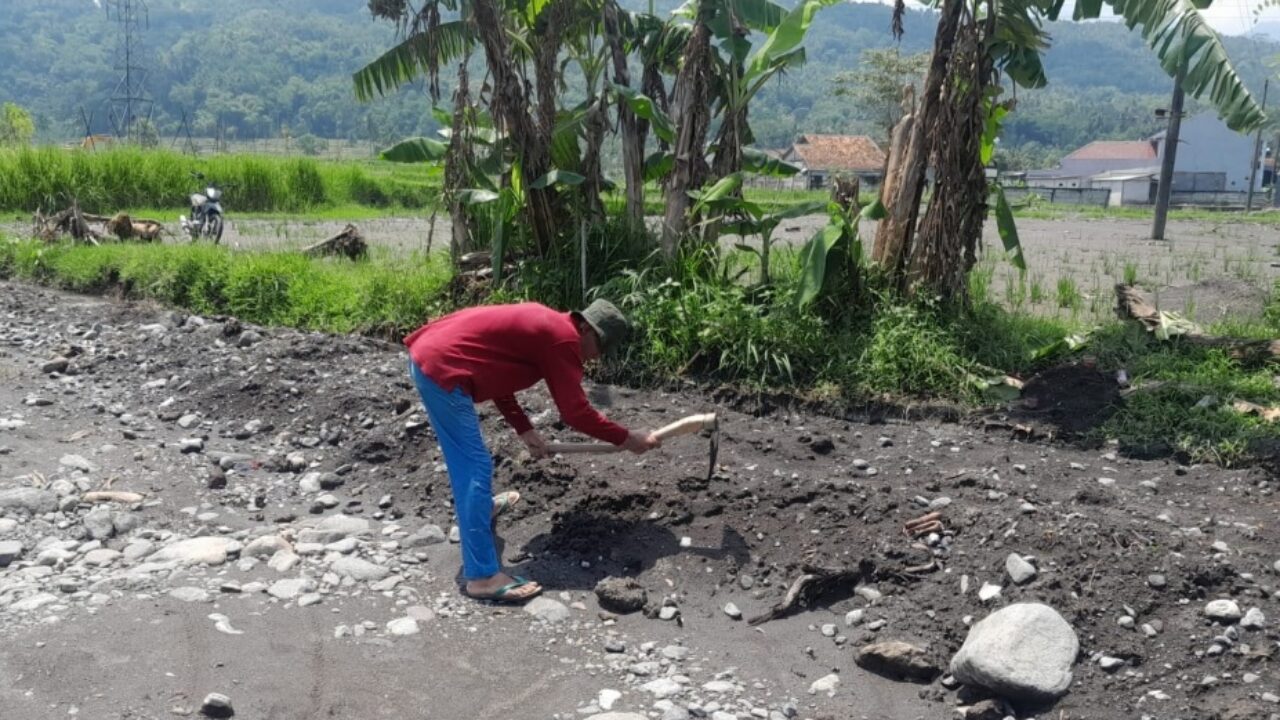 Lahan Sawah Pascabanjir di Adisana Brebes Pulih, Petani Kembali Bersiap Tanam