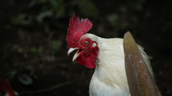 Kementan Tetapkan Harga Ayam Hidup Minimal Rp19.500 per Kilogram, Peternak Sambut Positif