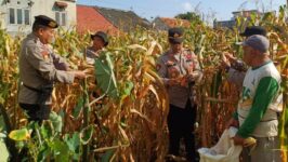 Kapolsek Bumiayu AKP Edi Mardiyanto, S.E., memimpin Panen Raya Jagung Serentak Kuartal II Tahun 2026 di lahan pertanian Dukuh Munggang, Desa Kalierang, Kecamatan Bumiayu, Kabupaten Brebes, Kamis (11/6/2026). Kegiatan ini merupakan bentuk dukungan Polri terhadap program Ketahanan Pangan Nasional. (Foto: Portal Brebes/Istimewa)