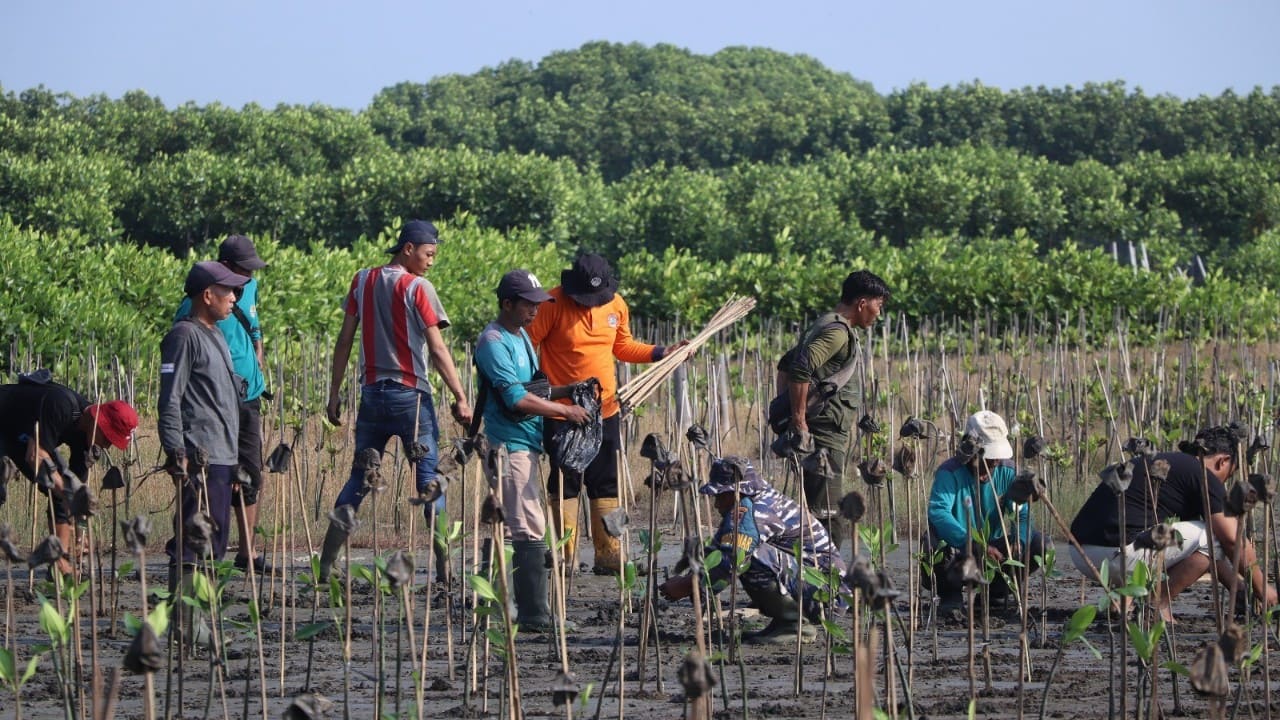 Banjir Rob Rendam Rumah Warga, Randusanga Kulon Gerak Tanam Ribuan Mangrove