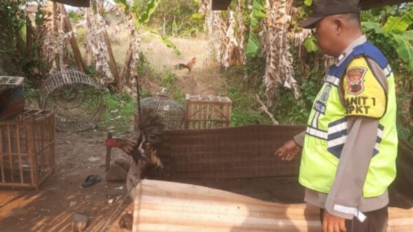 Laporan Warga Ditindak Cepat, Polsek Margasari Bongkar Arena Judi Sabung Ayam