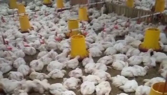 BUMDes Brayan Maju Kalijurang Brebes Fokus Kembangkan Peternakan Ayam demi Dongkrak PAD