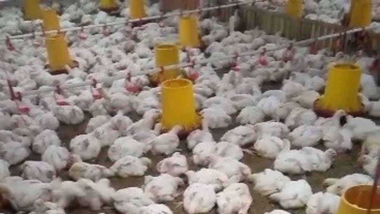 Deretan ayam yang dikembangkan BUMDes Brayan Maju Desa Kalijurang, Kecamatan Tonjong, Brebes. Unit usaha peternakan ini menjadi fokus baru BUMDes dalam memanfaatkan penyertaan modal Dana Desa guna mendukung ketahanan pangan serta mendongkrak Pendapatan Asli Desa (PAD). (Foto: Portal Pantura/Yudhi P)