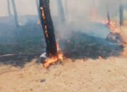 Kebakaran Hutan Wana Bei Brebes Kembali Terjadi, Ratusan Pohon Pinus Ludes, Petani Penyadap Getah Menangis Histeris