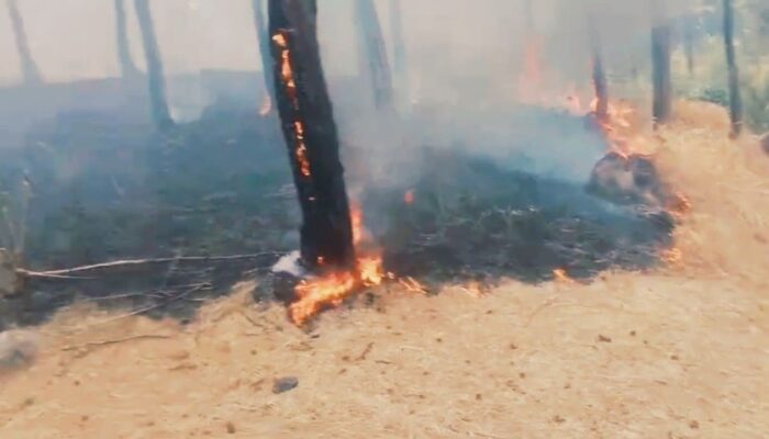 Kebakaran Hutan Wana Bei Brebes Kembali Terjadi, Ratusan Pohon Pinus Ludes, Petani Penyadap Getah Menangis Histeris
