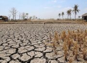 Waspada Kemarau Panjang, Pahami Apa Itu Fenomena Alam El Nino