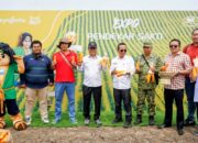 Dorong Kesejahteraan Petani, Desa Wlahar Brebes Gelar Panen Raya Jagung